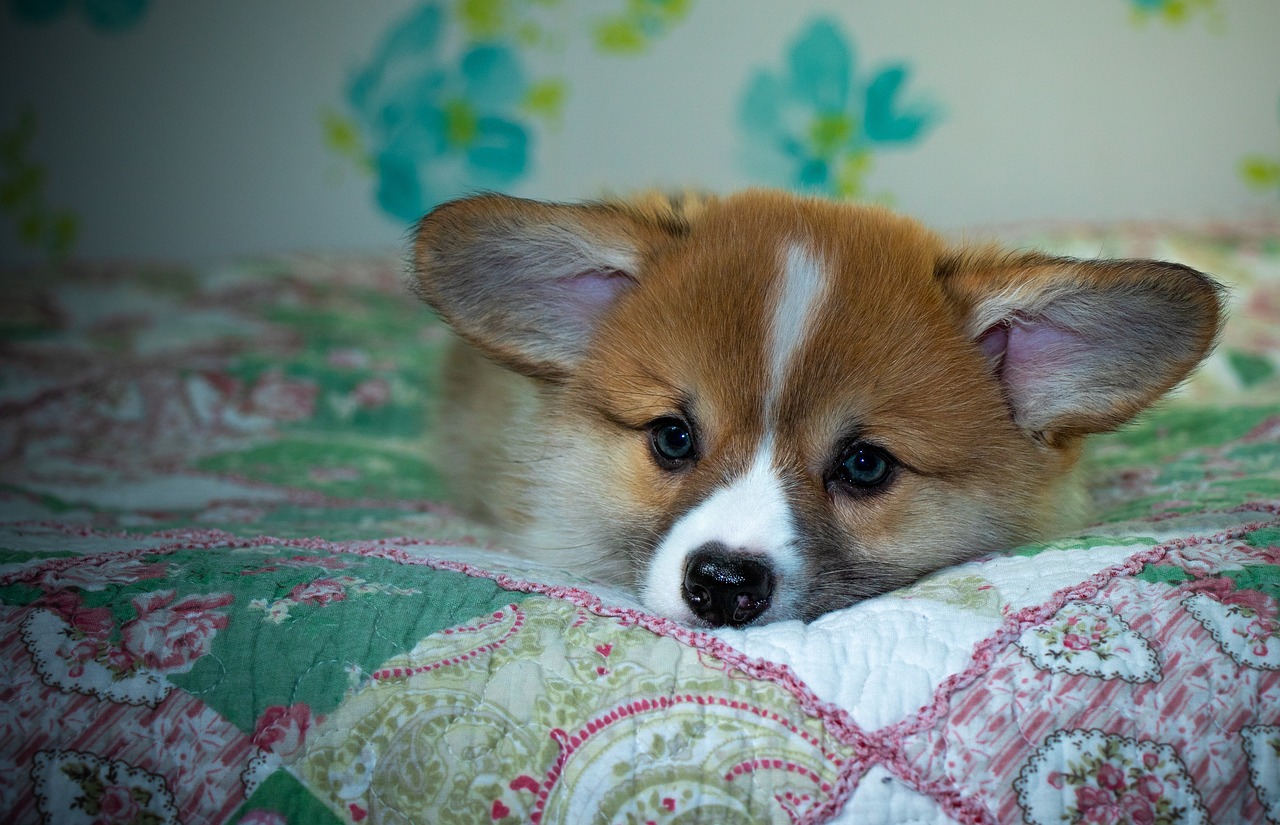 99exch Review: How India’s Leading Exchange Platform Transforms Trading, Books, and Sports Betting